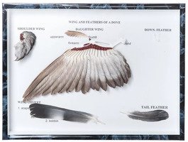 Препарат «Крылья и перья голубя (Columba palumbus)» / 1021041 / T300331