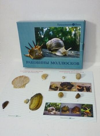 Коллекция - Раковины моллюсков