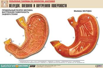 Рельефная таблица "Желудок. Внешняя и внутренняя поверхности"  (формат А1, матовое ламинир.)