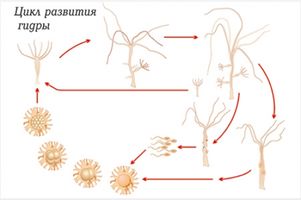 Модель-аппликация "Строение и цикл развития гидры"