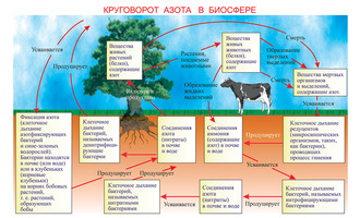 Комплект электронных плакатов «Биология », 150 модулей