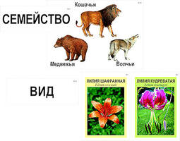 Модель-аппликация "Классификация растений и животных" (ламинированная)