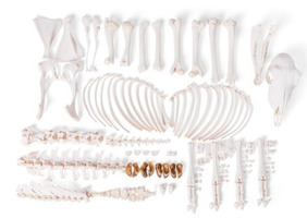 Скелет самки домашней овцы (Ovis aries), разобранный / 1021026 / T300361FU