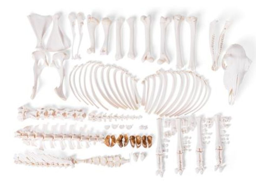 Скелет самки домашней овцы (Ovis aries), разобранный / 1021026 / T300361FU