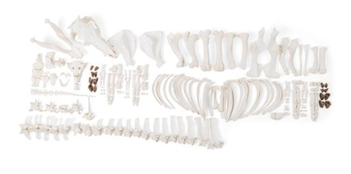 Скелет самки домашней свиньи (Sus scrofa domesticus), разобранный / 1020997 / T300131FU