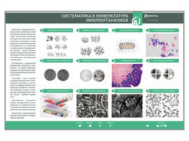 Электрифицированный стенд «Систематика и номенклатура микроорганизмов»