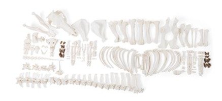 Скелет самца домашней свиньи (Sus scrofa domesticus), разобранный / 1020999 / T300131MU