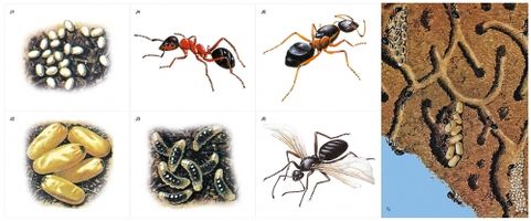 Модель-аппликация "Муравьи. Устройство муравейника"