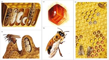 Модель-аппликация "Пчелы. Строение улья"
