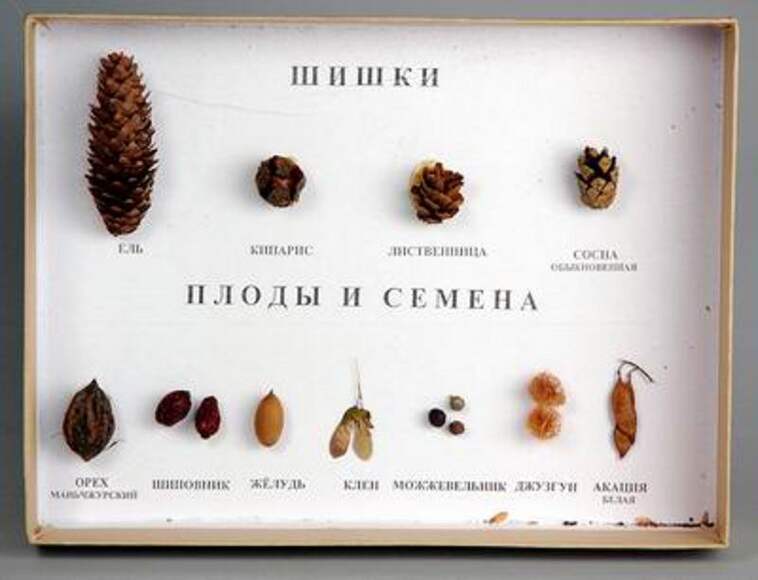 Коллекция - Шишки, плоды, семена деревьев и кустарников