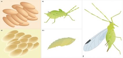 Модель-аппликация "Развитие насекомых с полным и не полным превращением"