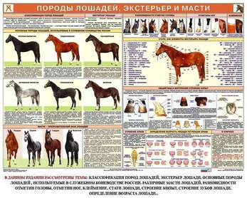 Комплект из 6 плакатов Служебное коневодство, 1000х700 мм  (бумага, 150 гр./кв. м)