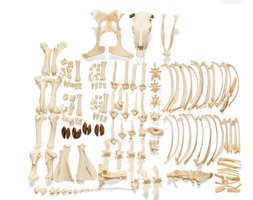 Скелет быка (Bos taurus), без рогов, разобранный / 1020975 / T300121W/OU
