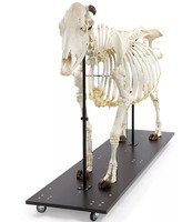 Скелет быка (Bos taurus), без рогов, собранный / 1020973 / T300121W/O