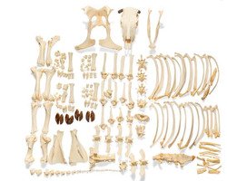Скелет быка (Bos taurus), с рогами, разобранный / 1020976 / T300121WU