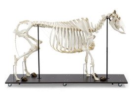 Скелет быка (Bos taurus), с рогами, собранный / 1020974 / T300121W