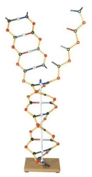 Модель ДНК-РНК / 1005302 / W19801