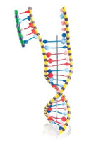 Модель двойной спирали ДНК / 1005128 / W19205