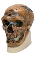 Модель черепа неандертальца / 1001294 / VP751/1