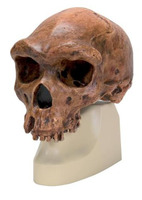 Модель черепа родезийского человека / 1001297 / VP754/1