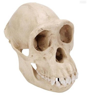 Модель черепа самки шимпанзе (Pantroglodytes) / 1001299 / VP760/1