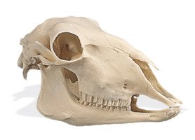 Модель черепа овцы (Ovis aries) / 1005105 / W19011