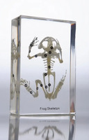 Скелет лягушки (в прозрачном пластике)