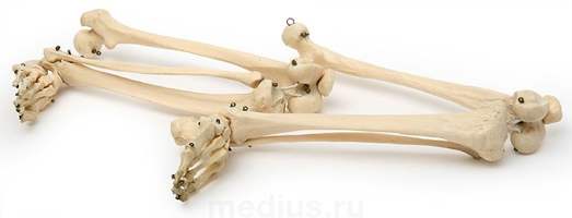 Скелет нижних конечностей человека (левая + правая)