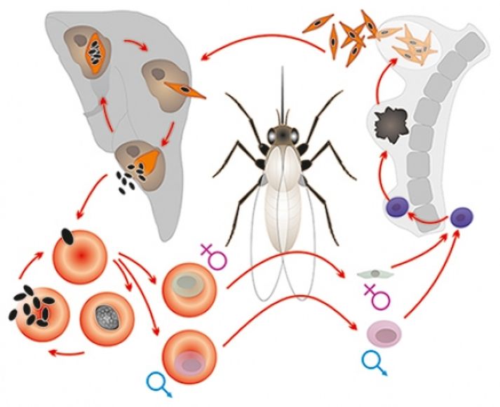 Модель-аппликация "Цикл развития малярийного плазмодия"