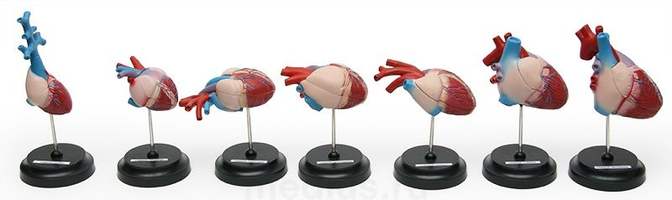 Сердце позвоночных (7 моделей)