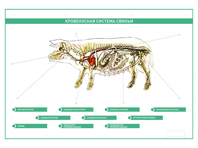 Электрифицированный стенд "Кровеносная система сельскохозяйственных  животных" со сменными фолиями