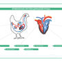 Электрифицированный стенд "Кровеносная система сельскохозяйственных  животных" со сменными фолиями
