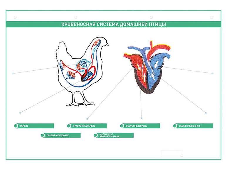 Выберите характеристики и изображение кровеносной системы птиц. Электрифицированный стенд кровеносная система. Кровеносная система подростков. Кровеносная система енота. Смарт арт кровеносная система.