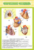 Стенд для кабинета биологии и экологии "Строение сердца", 0,6x0,9 м, без карманов