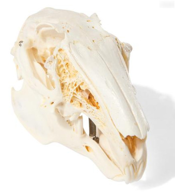 Препарат «Череп кролика (Oryctolagus cuniculus var. domestica)» / 1020987 / T300191