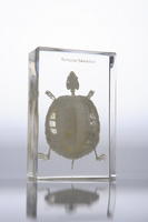 Скелет черепахи (в прозр. пластике)