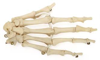 Скелет кисти правая (демонстрационная модель)