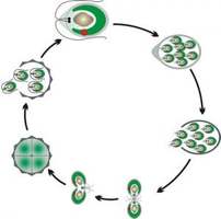 Модель-аппликация Размножение одноклеточной водоросли