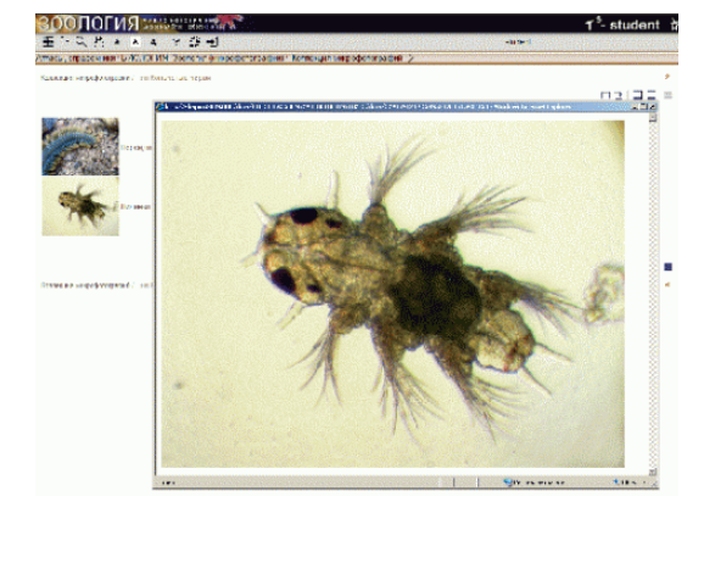 Биология. Микрофотографии. Цифровая база изображений. Лицензия на класс (15)