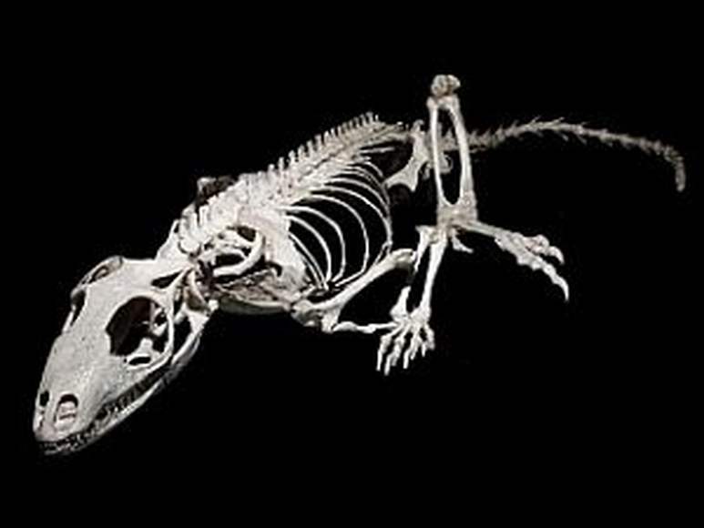 Отличия черепа ящерицы и собаки. Скелет комодского варана. Скелет ящера. Скелет ящерицы. Кости ящерицы.