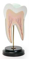 Строение  нижнего  коренного  зуба  с двумя   корнями (в разрезе) (10х10х22 см / 0,19 кг)