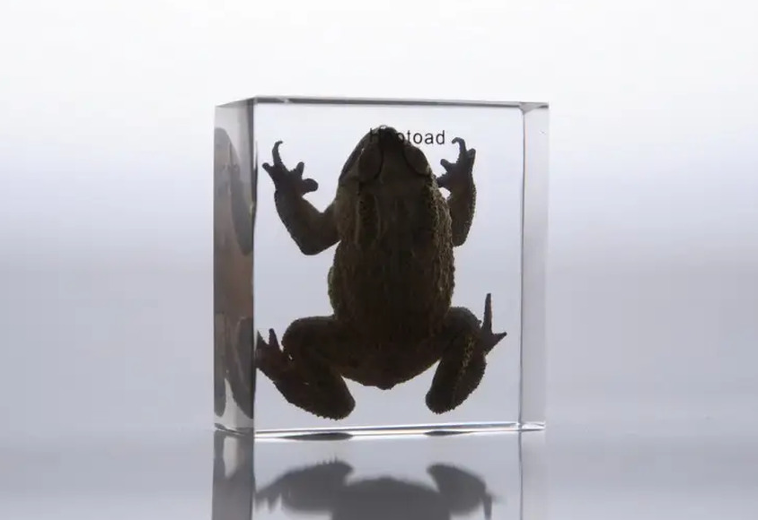 Внешнее строение лягушки (в прозрачном пластике)