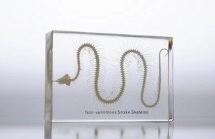 Скелет змеи (в прозрачном пластике)
