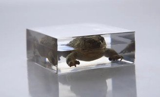 Внешнее строение лягушки (в прозрачном пластике)