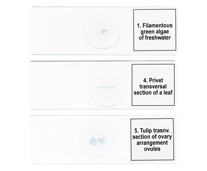 Набор микропрепаратов Discovery Prof DPS 5. «Биология»