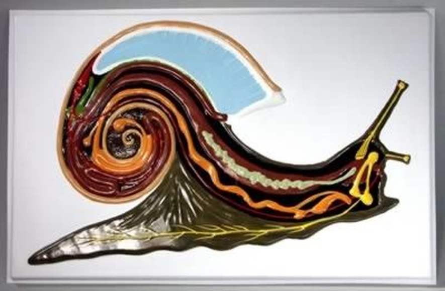 Модель барельефная "Внутреннее строение брюхоногого моллюска"