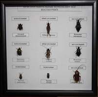 Коллекция Приспособительные изменения в конечностях насекомых