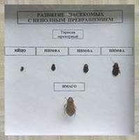 Коллекция Развитие насекомых с неполным превращением