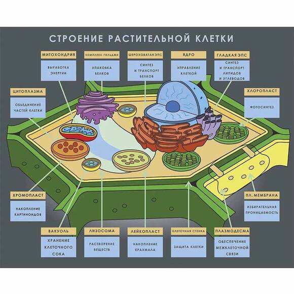 Плакат магнитный «Строение растительной клетки»