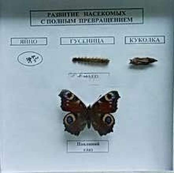 Коллекция "Развитие насекомых с полным превращением"